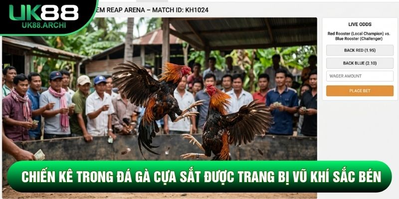 Chiến kê trong đá gà cựa sắt được trang bị vũ khí sắc bén Chiến kê trong đá gà cựa sắt được trang bị vũ khí sắc bén