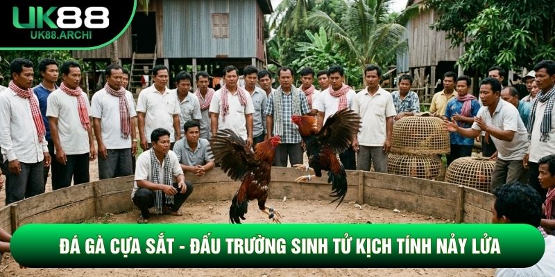 Đá Gà Cựa Sắt - Đấu Trường Sinh Tử Kịch Tính Nảy Lửa