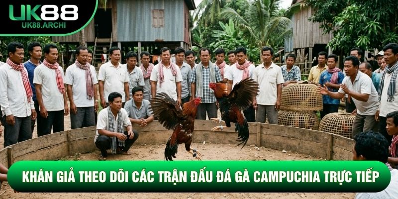 Khán giả theo dõi các trận đấu đá gà CAMPUCHIA trực tiếp Khán giả theo dõi các trận đấu đá gà CAMPUCHIA trực tiếp