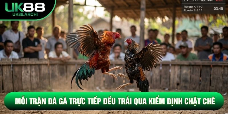 Mỗi trận đá gà trực tiếp đều trải qua kiểm định chặt chẽ Mỗi trận đá gà trực tiếp đều trải qua kiểm định chặt chẽ