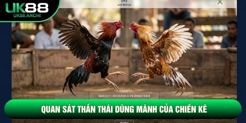 Quan sát thần thái dũng mãnh của chiến kê Quan sát thần thái dũng mãnh của chiến kê