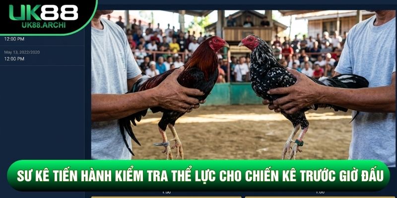 Sư kê tiến hành kiểm tra thể lực cho chiến kê trước giờ đấu Sư kê tiến hành kiểm tra thể lực cho chiến kê trước giờ đấu